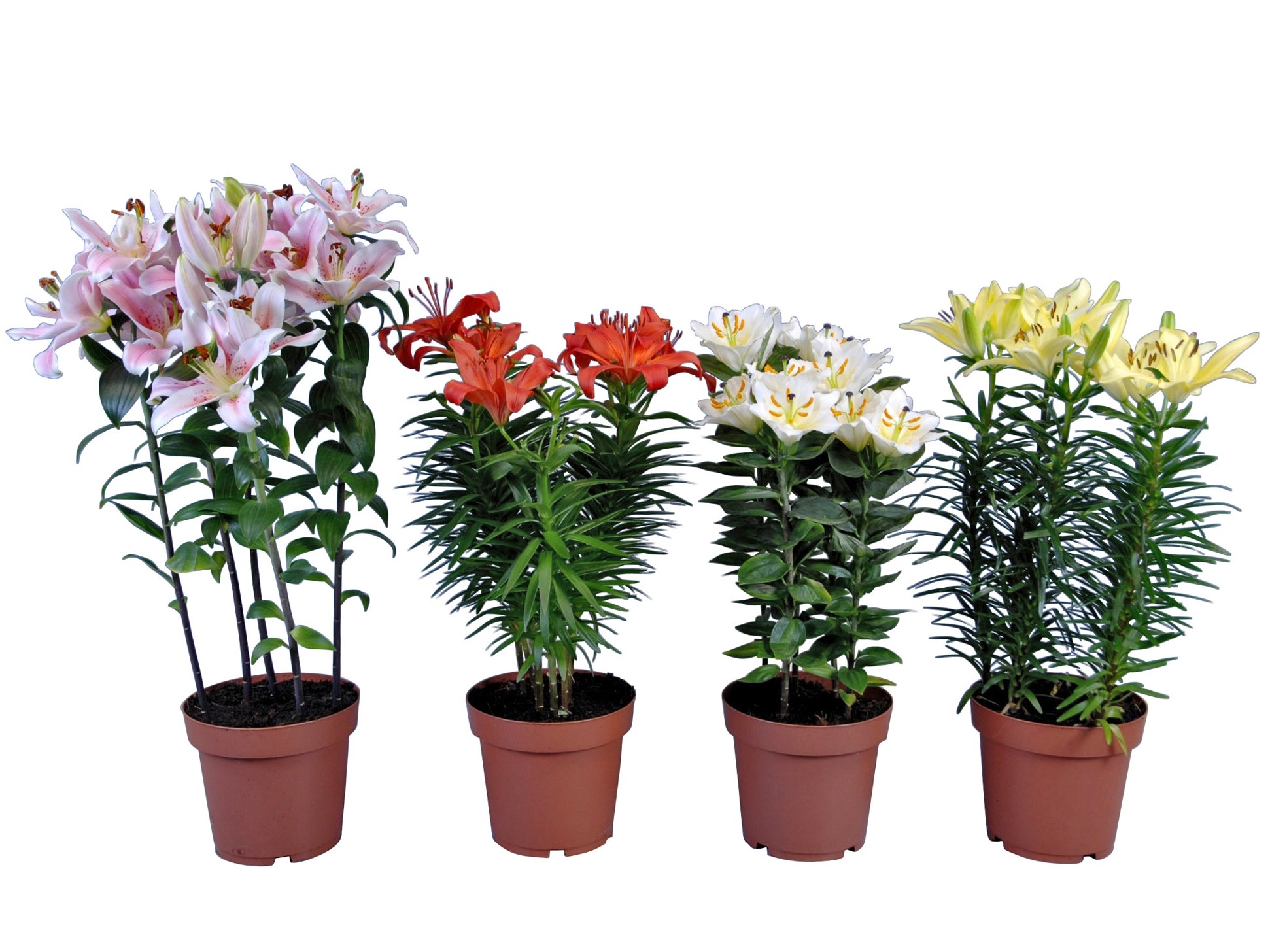 Lilien Lilium oriental Faralito kaufen bei OBI