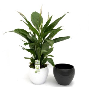 Einblatt 'Bingo Cupido' im weißen Keramiktopf mit schwarzem Übertopf. Zimmerpflanze mit weißen Blüten.