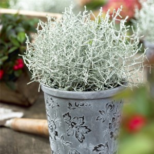 Gefärbter Silberdraht (Calocephalus brownii) im Topf, Höhe 15 cm, Topf-Ø 10,5 cm.