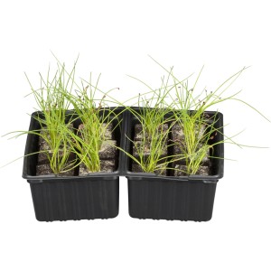 Schnittlauch 6er Schale, frische Küchenkräuter im Anzuchtbehälter.