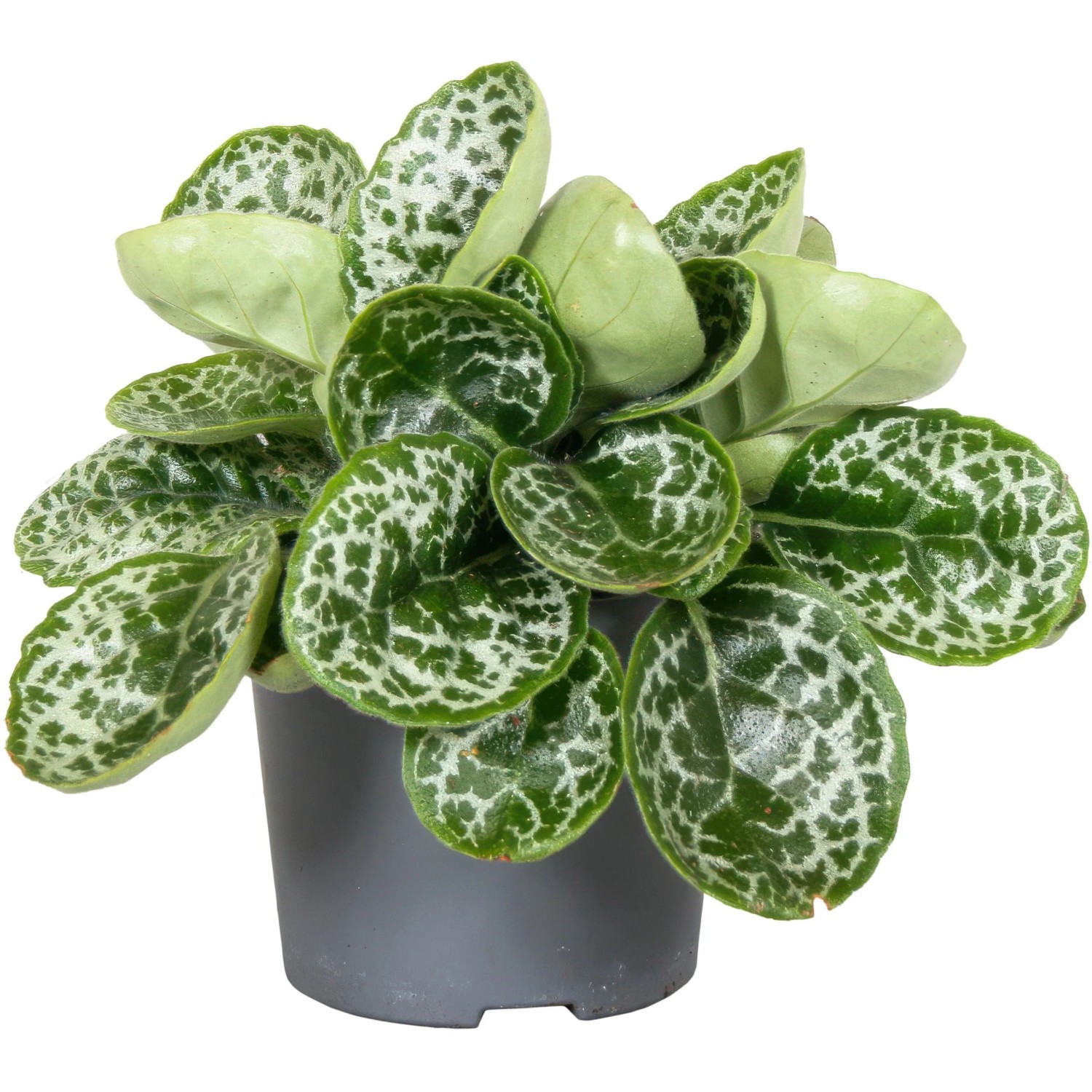 GROW by OBI Fangblatt "Pretty Turtle" Topf- ca. 13 cm Streptocarpus kaufen  bei OBI