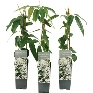 Armands Waldrebe Höhe ca. 40 - 60 cm Topf ca. 2 l Clematis armandii