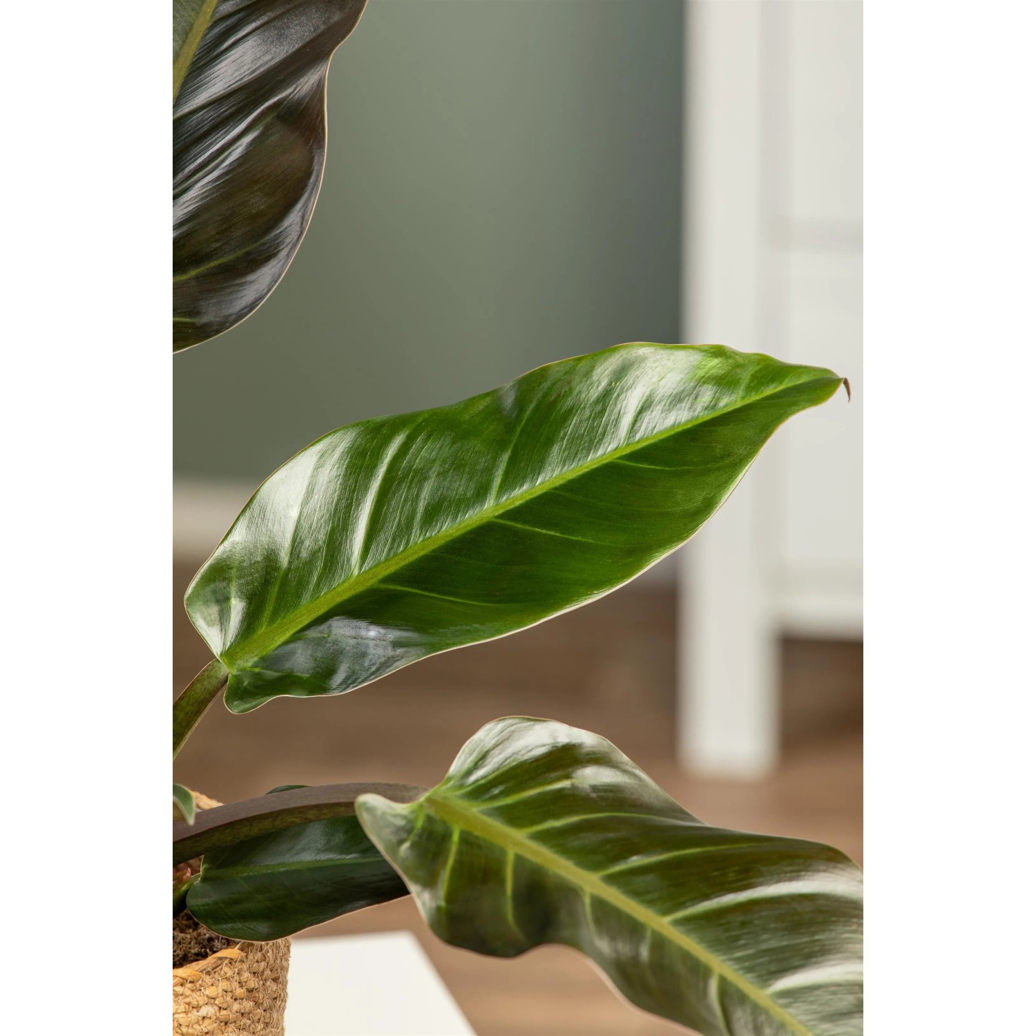 coconut plant Green Malayan Dwarf Coconut Palm Tree – Everglades Farm main image 0