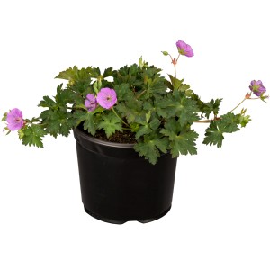 Blutroter Storchschnabel (Geranium sanguineum) im Topf, ca. 10-20 cm hoch, mit zarten, rosafarbenen Blüten.