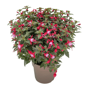 Fuchsie Busch im Topf, ca. 40 cm hoch, mit roten und pinken Blüten. Blühende Kübelpflanze.