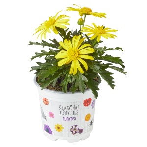 Gelbe Strauchmargerite (Euryops) im Topf, ideal für Balkon und Garten.