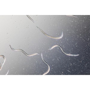 Nahaufnahme von Nematoden, Nützlinge gegen Maulwurfsgrillen und Wiesenschnaken.