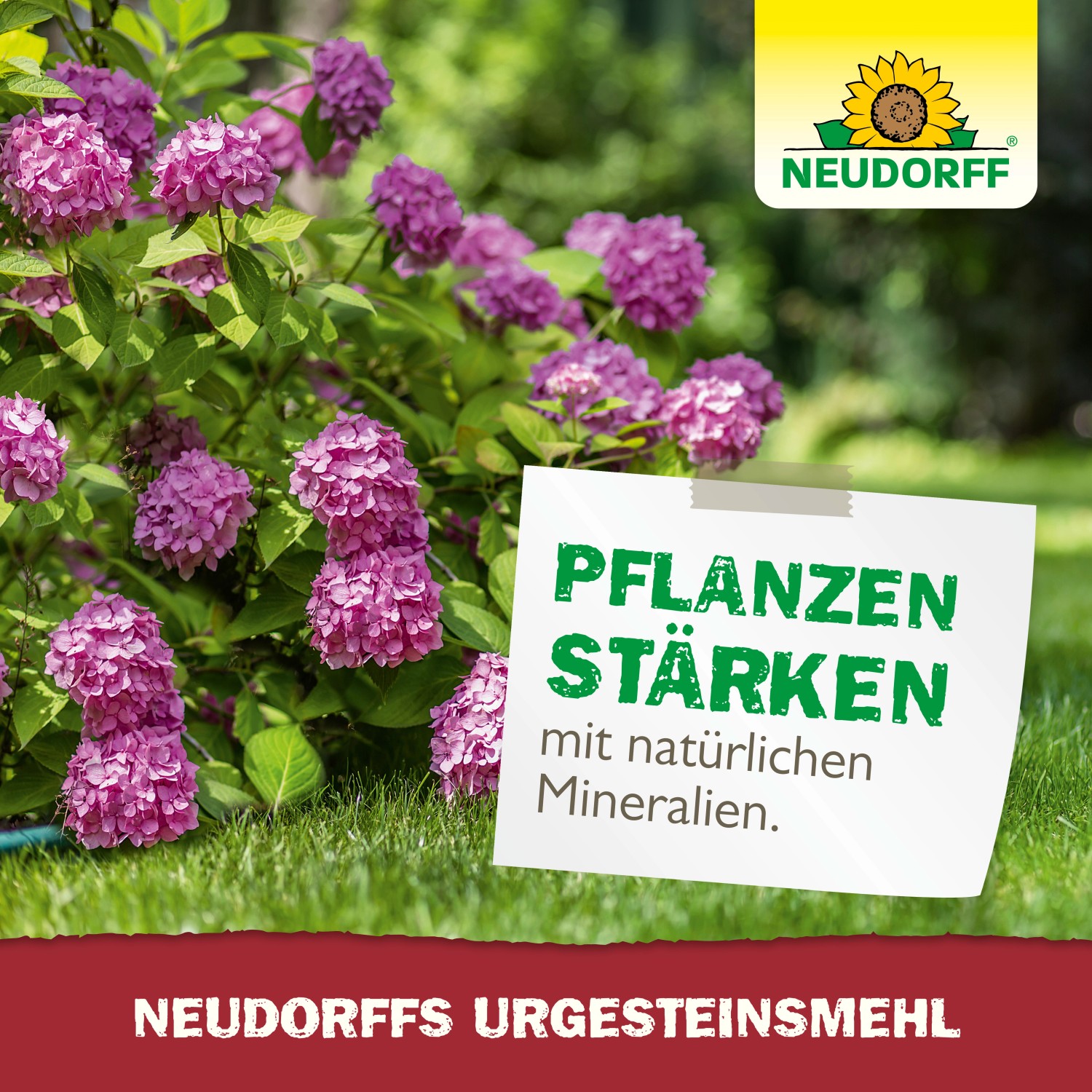Neudorff Urgesteinsmehl: Hydrangea mit lila Blüten, Schild mit Aufschrift "Pflanzen stärken".