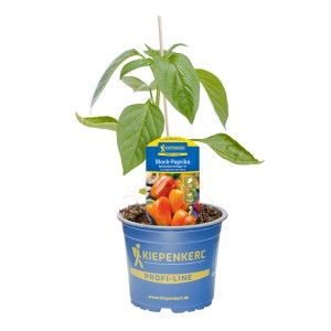 Kiepenkerl Paprika Benita Maxi Orange im Topf, ca. 12 cm Ø. Fruchtgemüse mit aromatischem Geschmack.