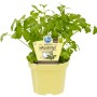 Blu Bio-Liebstöckel im Topf, auch Maggikraut genannt, für Küche & Garten.