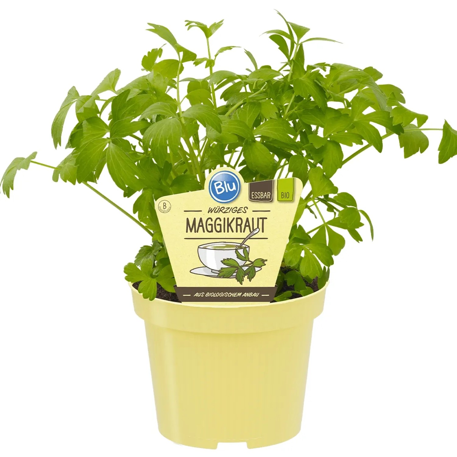 Blu Bio-Liebstckel Topf- ca. 12 cm Levisticum kaufen bei OBI