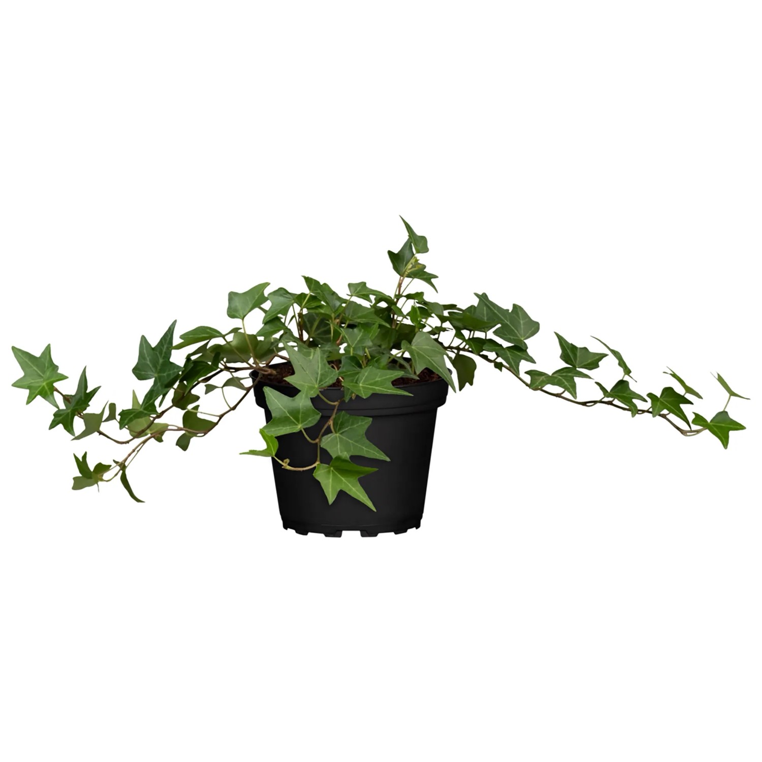 Efeu Hhe ca. 10 - 20 cm Topf- ca. 6 cm Hedera helix kaufen bei OBI