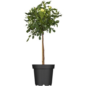 Halbstammrose im Topf, ca. 60-80 cm hoch, ideal für Beet und Kübel.