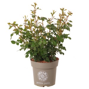 Patio-Rose im Topf, ca. 4,5 l. Kompakte Beetrose für Balkon und Terrasse.