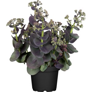 GROW by OBI Hohe-Fettblatt Herbstfreude im Topf, ca. 10-20 cm, Sedum telephium.