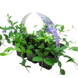 6er Pack kleinblättriges Immergrün (Vinca minor) mit blauen Blüten im Topf.