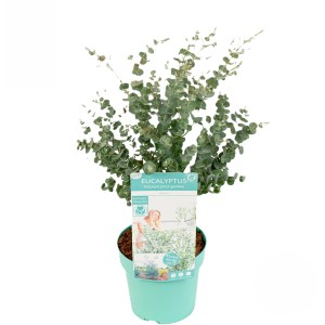 Eukalyptus Azura im Topf, ca. 19 cm Durchmesser. Dekorative Kübelpflanze mit blau-grünen Blättern.