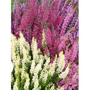 Besenheide (Calluna vulgaris) in verschiedenen Farben, ideal für Herbstbepflanzung.