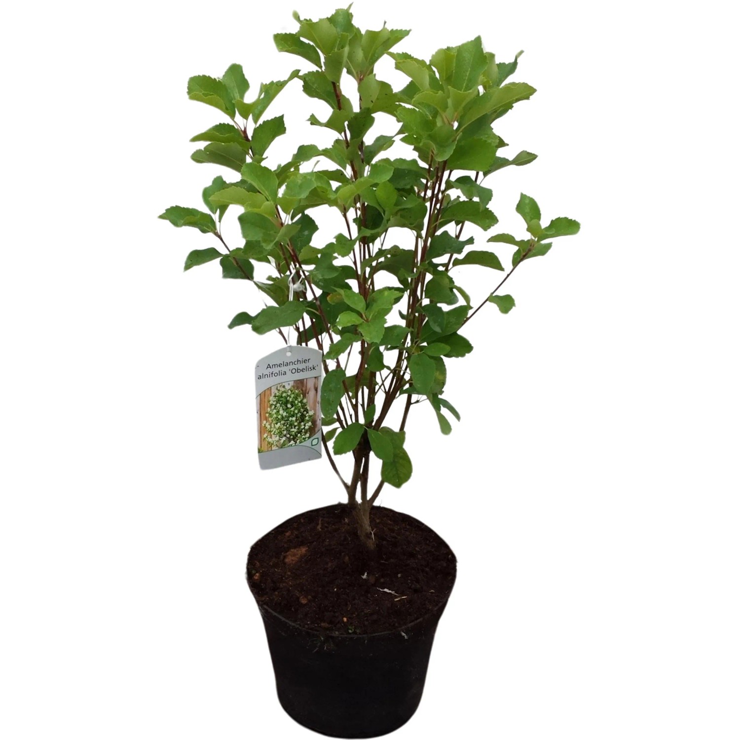 SäulenFelsenbirne"Obelisk" Höhe ca. 5070 cm Topf ca. 6 l Amelanchier