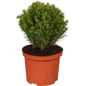 OBI Lebensbaum "Teddy" Höhe ca. 5 - 10 cm Topf ca. 2 l Thuja