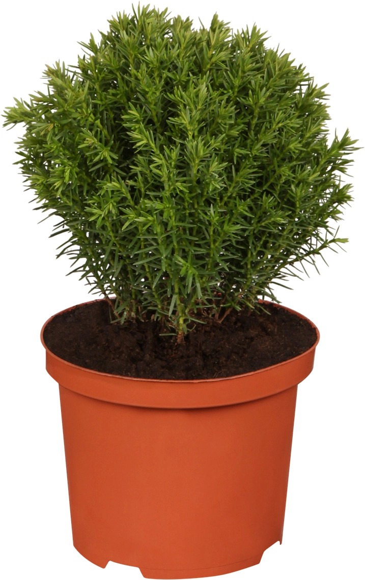 OBI Lebensbaum "Teddy" Höhe ca. 5 10 cm Topf ca. 2 l Thuja kaufen bei OBI