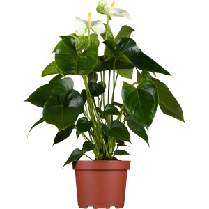 Anthurie 'Montana' Weiß im braunen Topf, ca. 17cm Topf-Ø. Flamingoblume mit grünen Blättern.