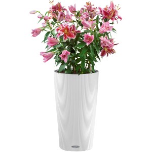 Lechuza Cilindro Color Pflanzgefäß, Ø 32 cm, weiß, mit rosa Lilien bepflanzt.