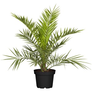 Kanarische Dattelpalme im Topf (Ø 17cm), grüne Zimmerpflanze für mediterranes Flair.