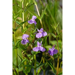 Nahaufnahme der lila Gauklerblume (Mimulus ringens) im Topf, eine reichblühende Sumpfpflanze.