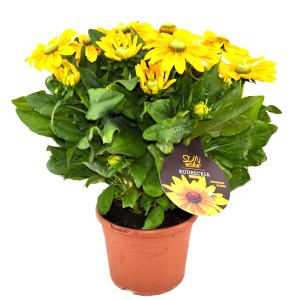 Gelbe Schwarzäugige Rudbeckie (Sunbeckia) im Topf, ca. 32 cm hoch.