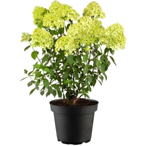 Rispenhortensie Limelight im Topf, ca. 20-40 cm hoch, mit limettengrünen Blüten.