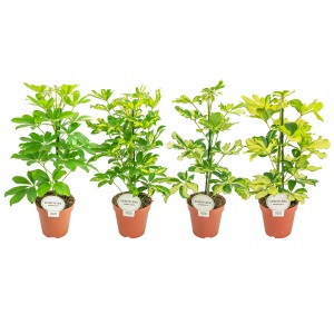 Strahlenaralie (Schefflera arboricola) in verschiedenen Sorten im Topf.