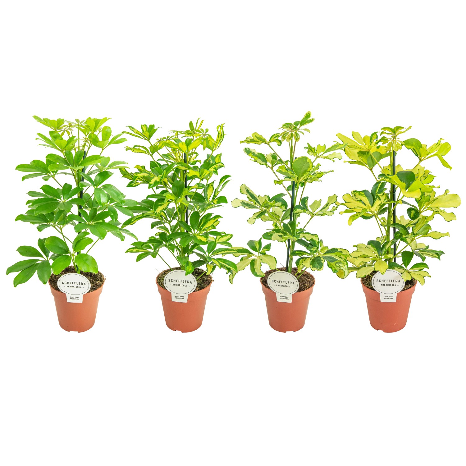 Strahlenaralie in Sorten Hhe ca. 40 cm Topf- ca. 13 cm Schefflera  arboricola kaufen bei OBI