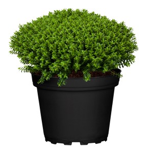 Strauchveronica Hebe amstrongii im Topf, grüne Herbstpflanze für Beet und Balkon.