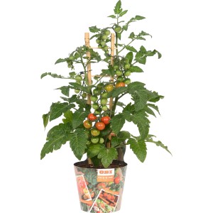 Mini-Rispentomate 'Pick-&-Joy' im Topf mit Rankhilfe, teilweise reife, rote Früchte.