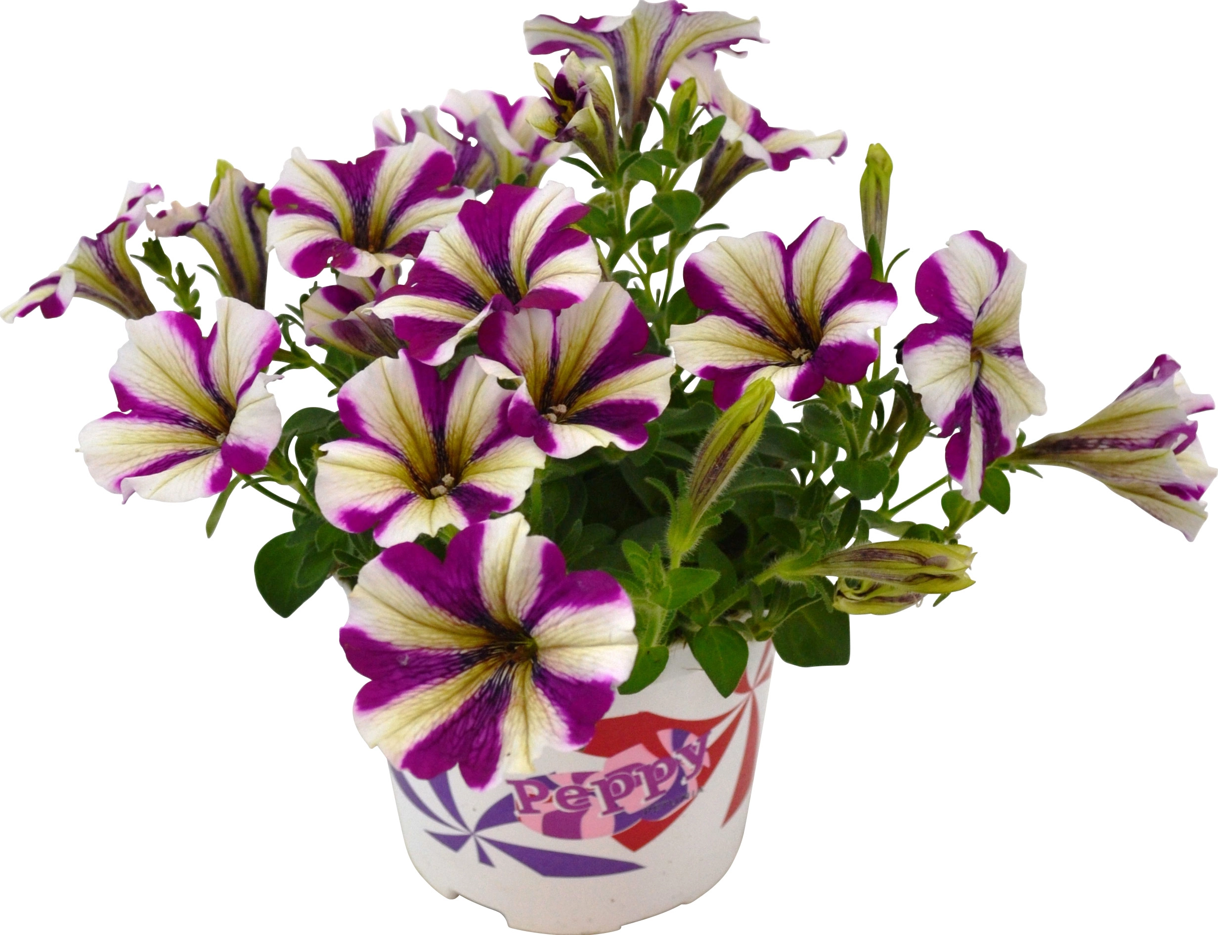 Hängende Petunie Peppy Topf-Ø Ca. 12 Cm Petunia Kaufen Bei OBI