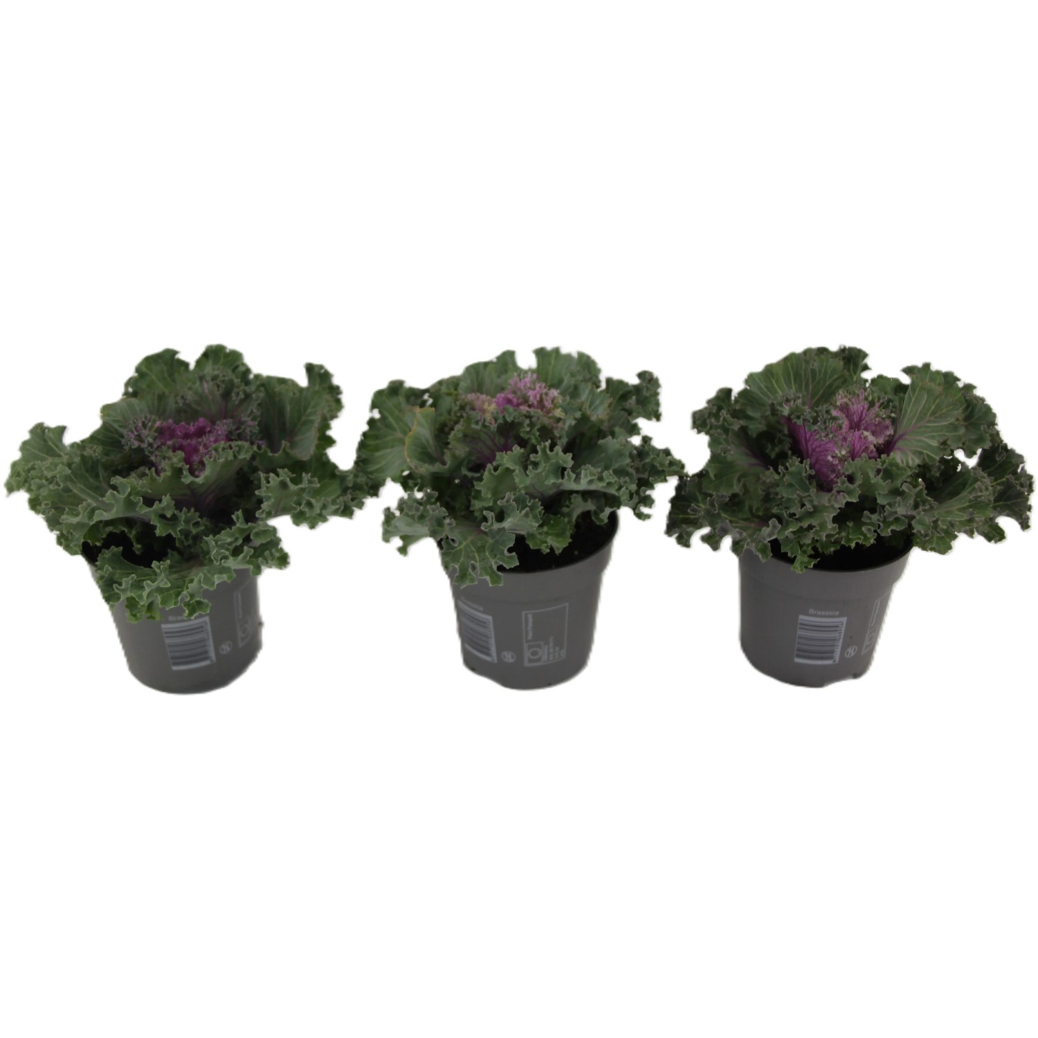 hartriegel variegata buntblättriger Rotholz Hartriegel Va…
