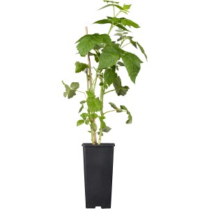 GROW by OBI Bio Himbeere "Autumn Bliss" Rot Topf ca. 2 l Rubus