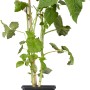 Junge, grüne Himbeerpflanze 'Autumn Bliss' im schwarzen Topf (ca. 2 l).