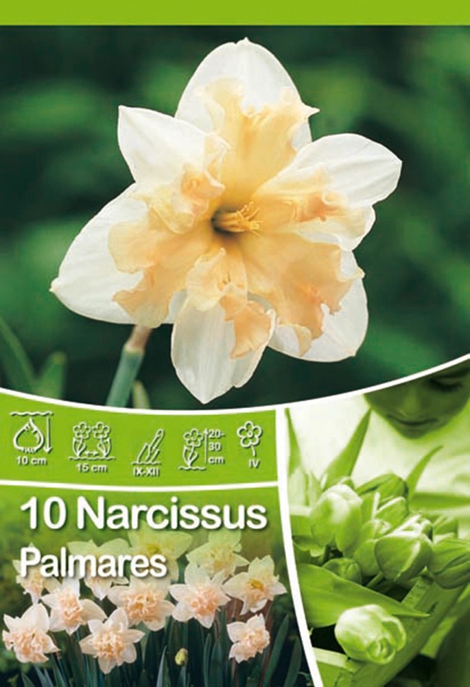 Narzissen Palmares kaufen bei OBI