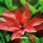 Dennerle Aquariumpflanze Ludwigia Repens Rubin, rote Blätter. Aquariumpflanze für den Hintergrund.