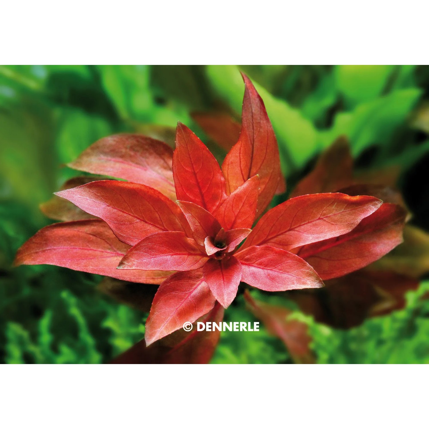 Dennerle Aquariumpflanze Ludwigia Repens Rubin, rote Blätter. Aquariumpflanze für den Hintergrund.