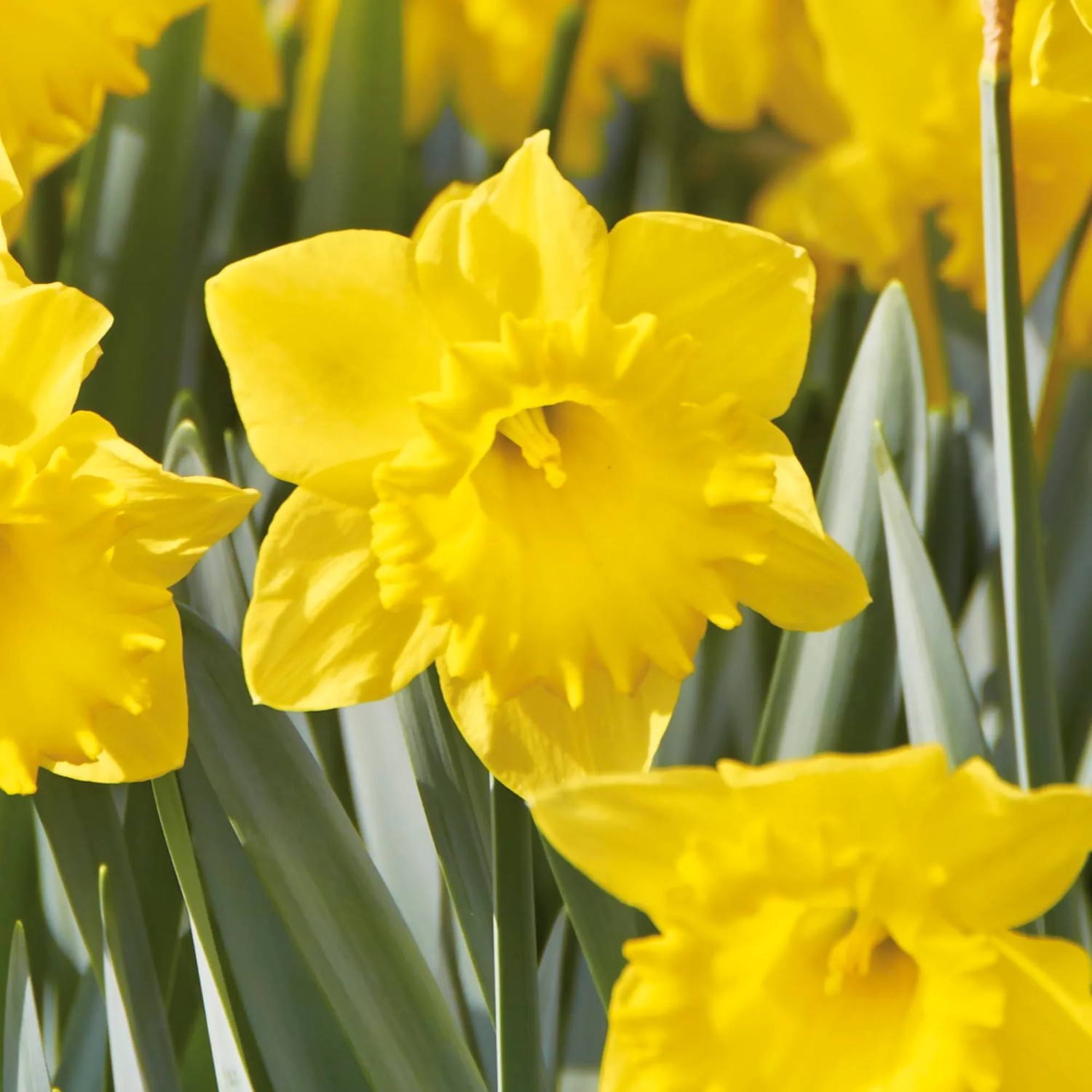 Nahaufnahme der gelben Narzissenblüte 'Dutch Master' von GROW by OBI, eine Frühlings-Blumenzwiebel.