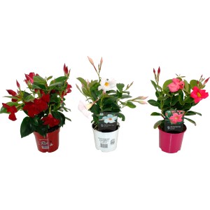Mandevilla Diamantina in Rot, Weiß und Rosa im Topf, eine blühende Kübelpflanze.