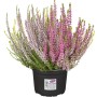 Knospenheide 'Vanilla Plum Trio' im Topf, rosa, lila und weiße Blüten. Calluna vulgaris.