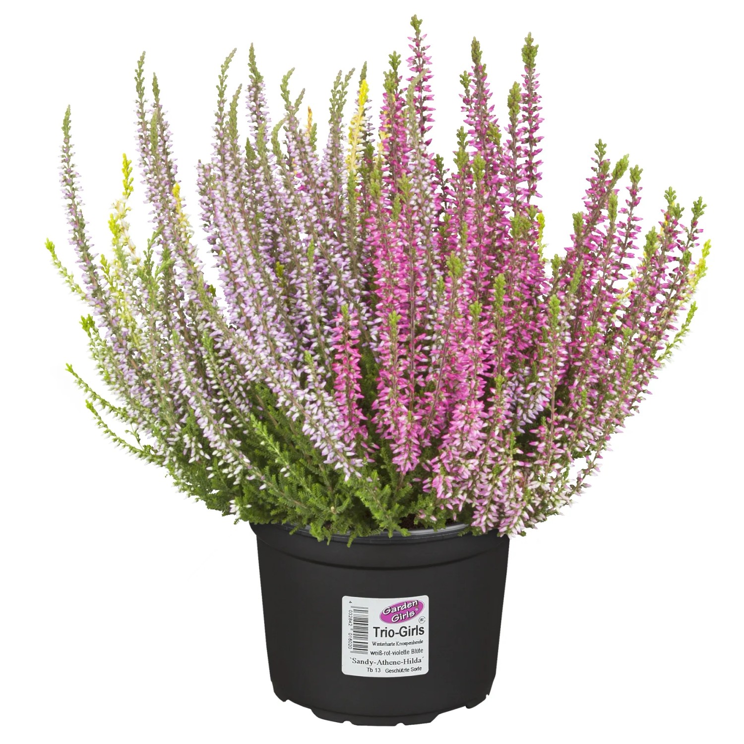 Knospenheide 'Vanilla Plum Trio' im Topf, rosa, lila und weiße Blüten. Calluna vulgaris.
