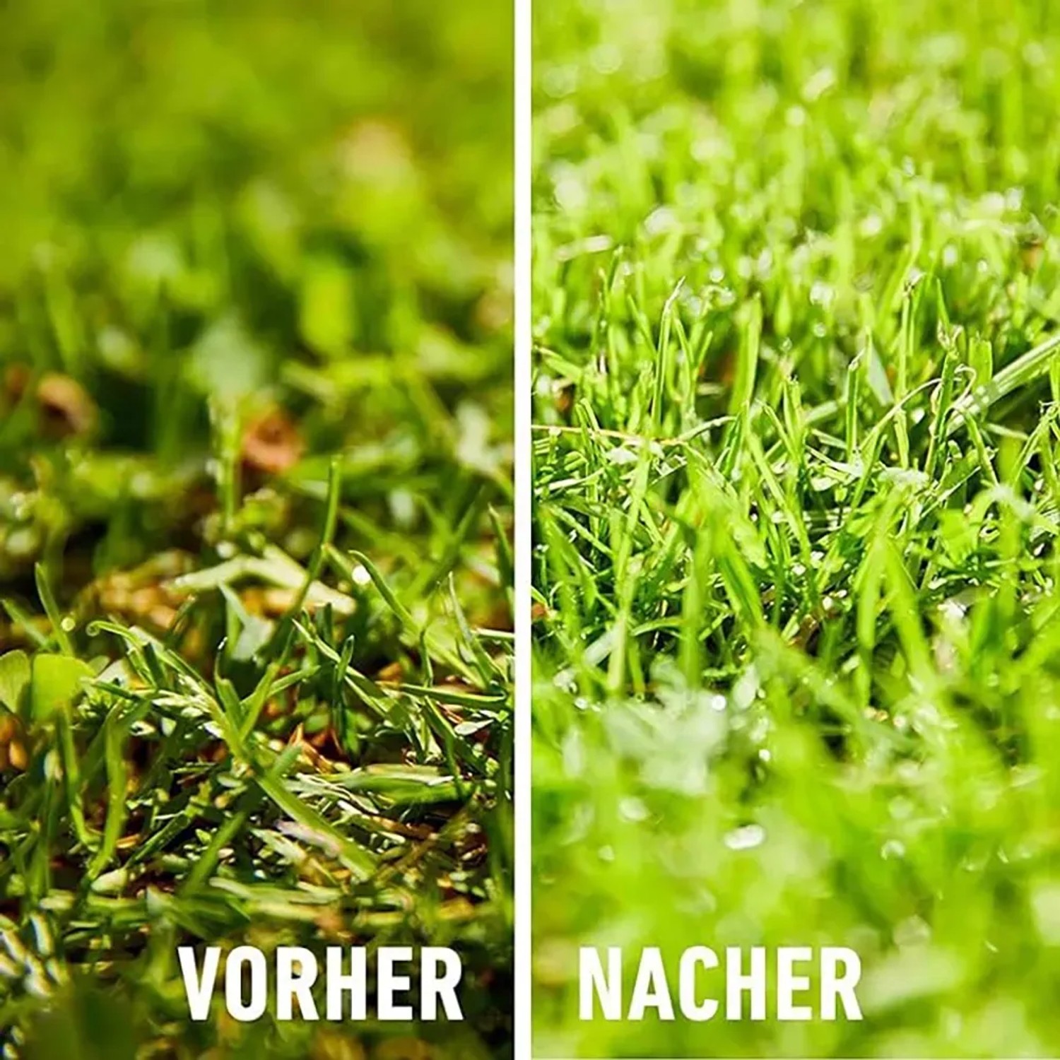 Compo Rasendnger "Moos - Nein danke!" 7,5 kg kaufen bei OBI