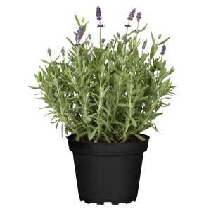 GROW by OBI Lavendel "Ardeche Blue" Violett Höhe 25 cm Lavandula augustifolia