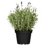 Violett blühender Lavendel 'Ardeche Blue' im schwarzen Topf, Höhe 25cm.