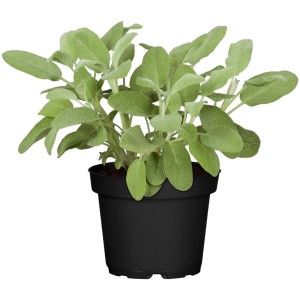 GROW by OBI Salbei im Topf, grüne Blätter. Aromatische Salvia Pflanze für Beet und Küche.